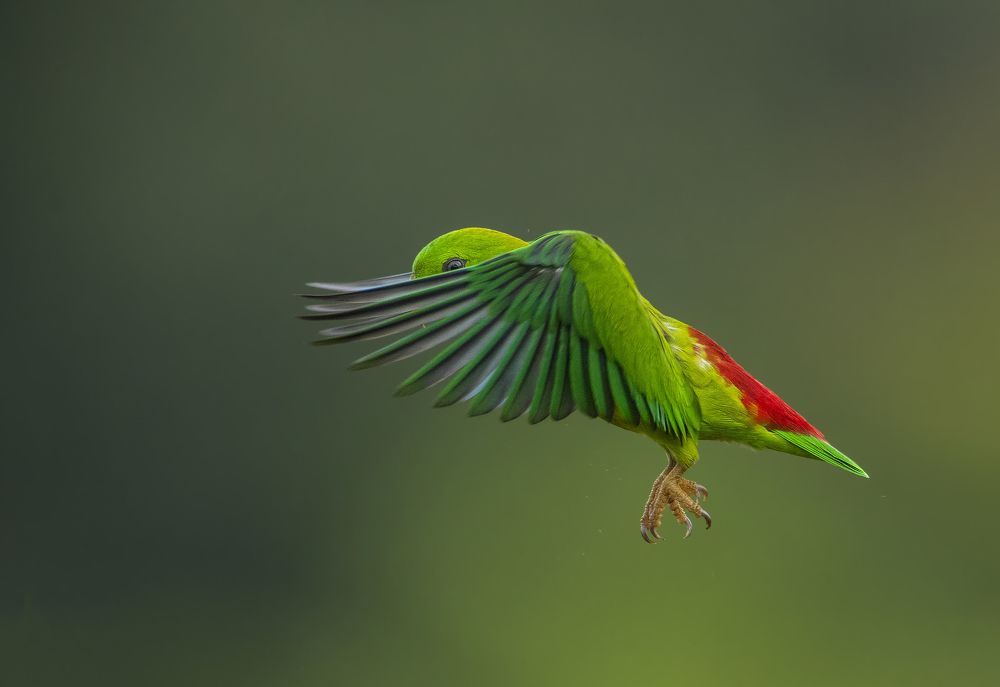 Vernal Hanging Parrot !!