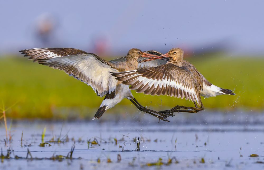 Black Tailed Godwit fight