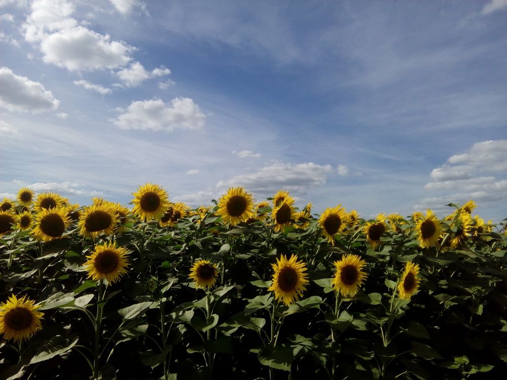 Прекрасне літо