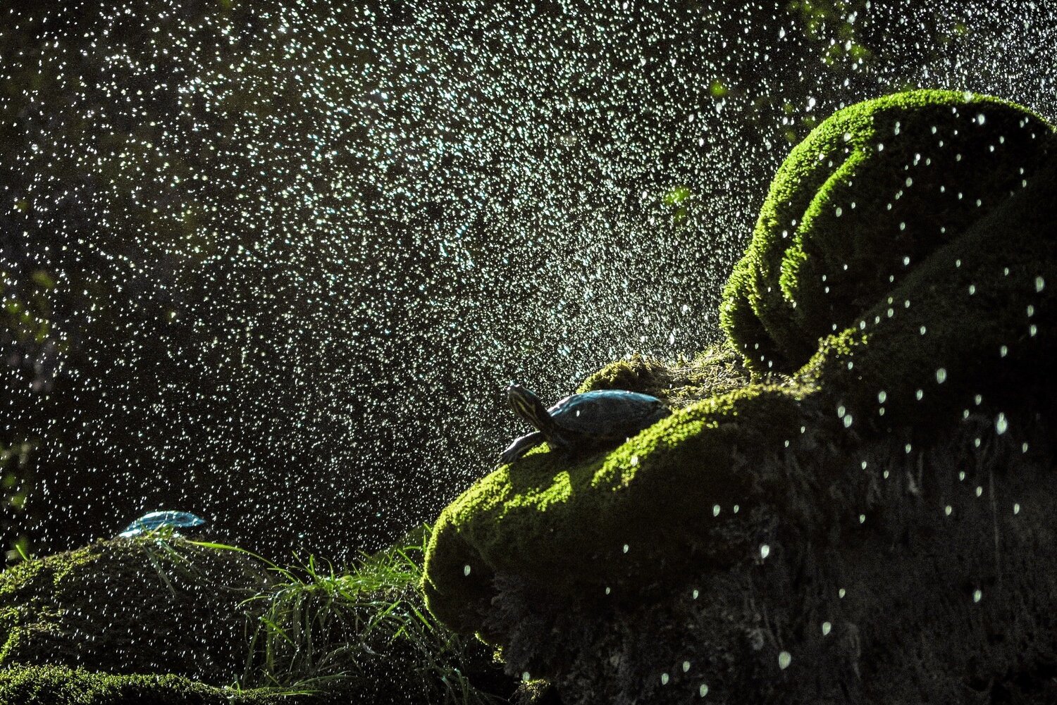 Turtle kingdom