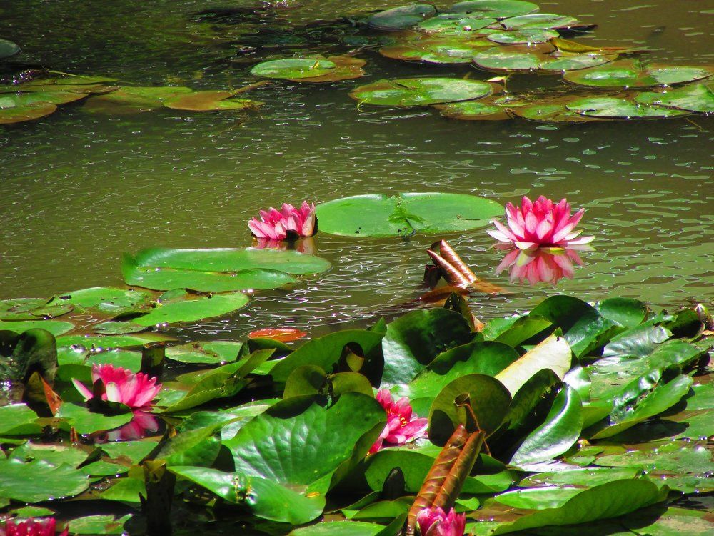 Composition with water lilies