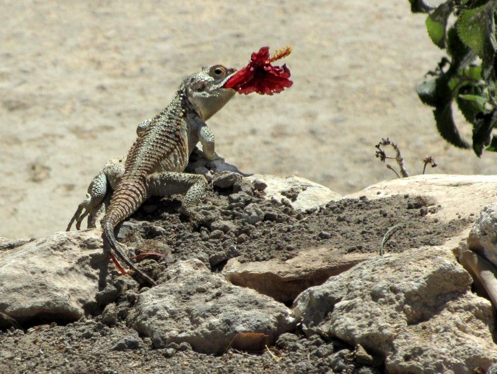 Букет для любимой