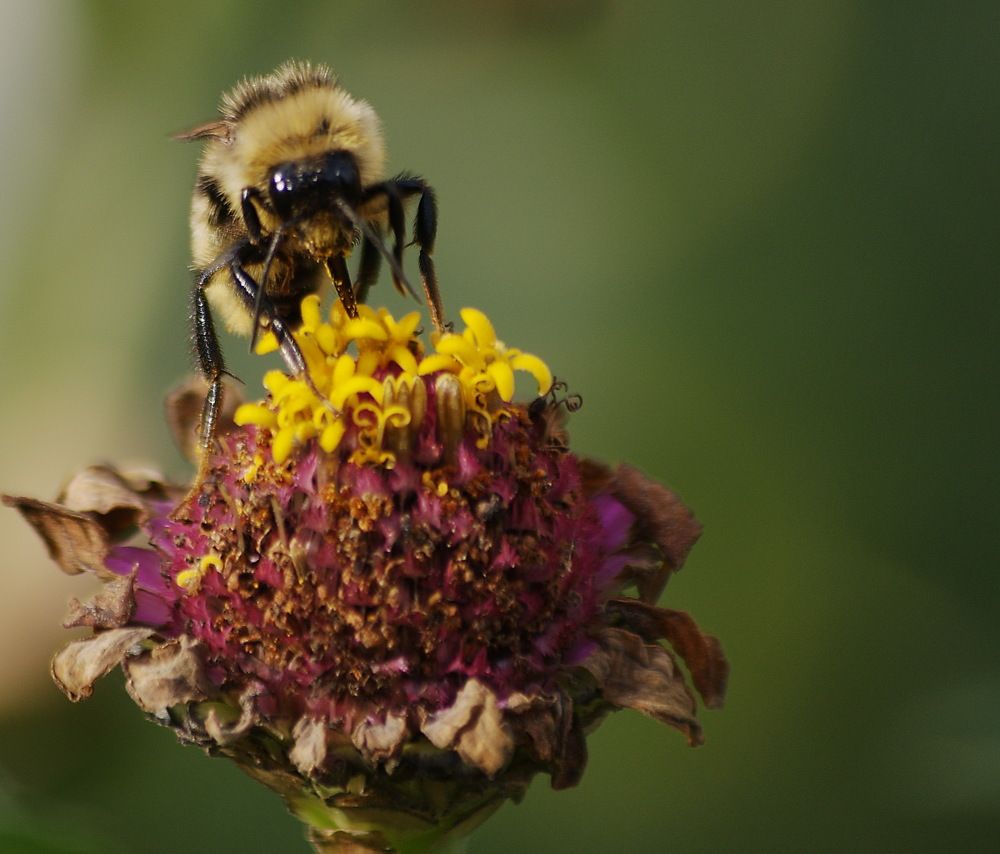 Старание  всего  бытия .
