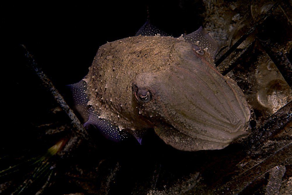 Каракатица