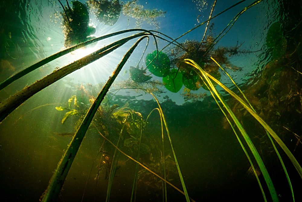 Подводные джунгли.