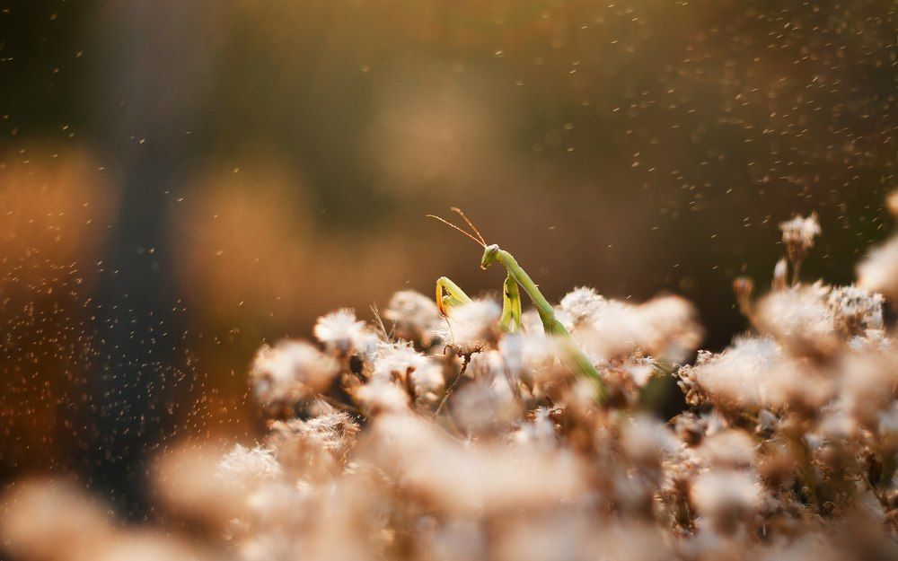 Photograph by Кобзарь Александр