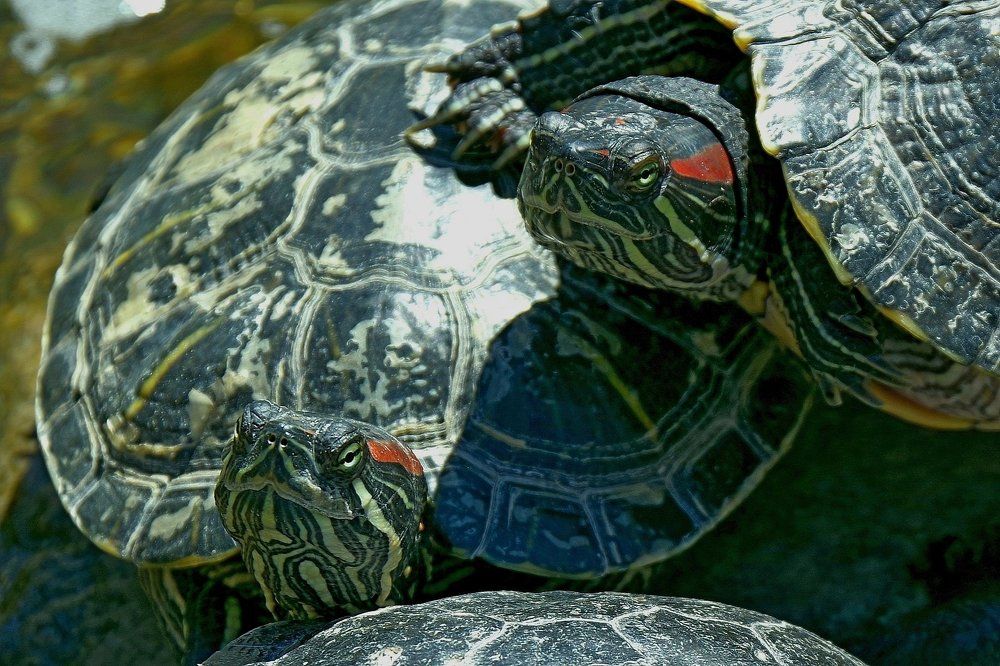 Настороженный взгляд