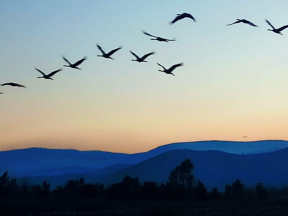 Журавлиный полёт.