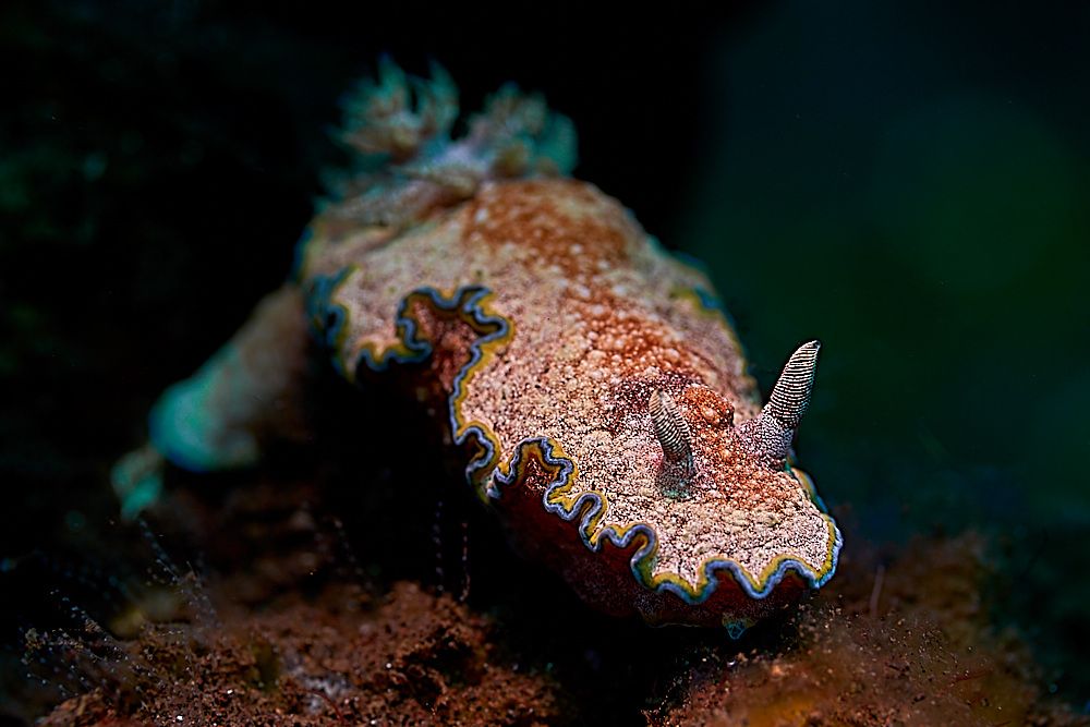 Nudibranch (Glossodoris cincta)