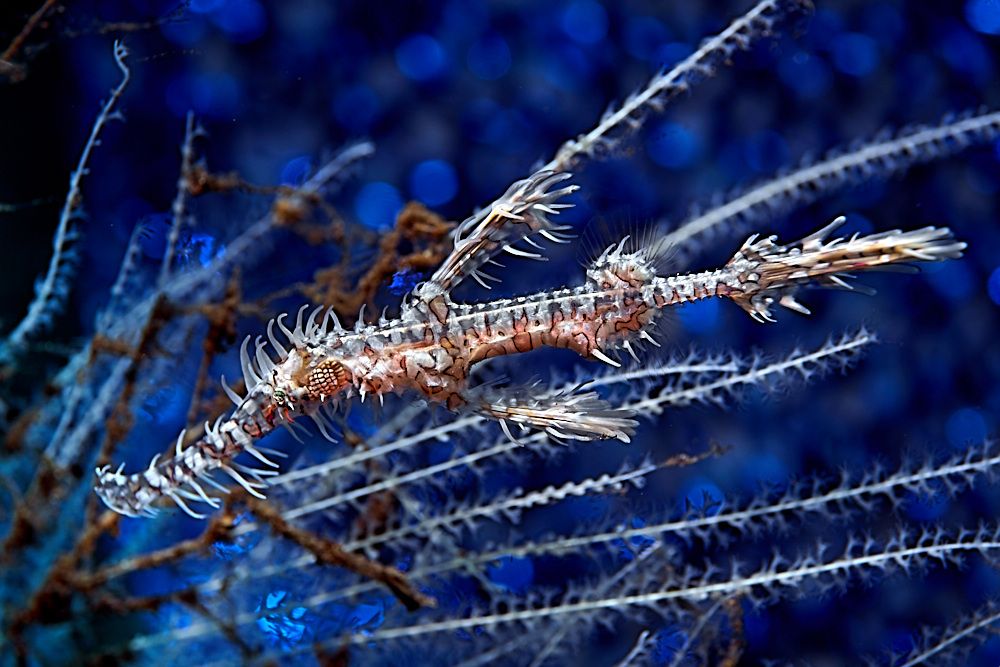 Ghostpipefish