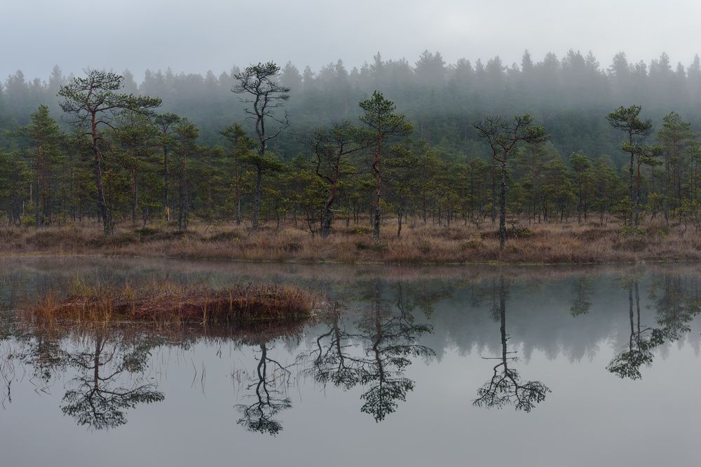 Утро на Озёрском болоте.