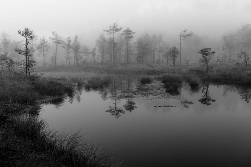 Туманное утро