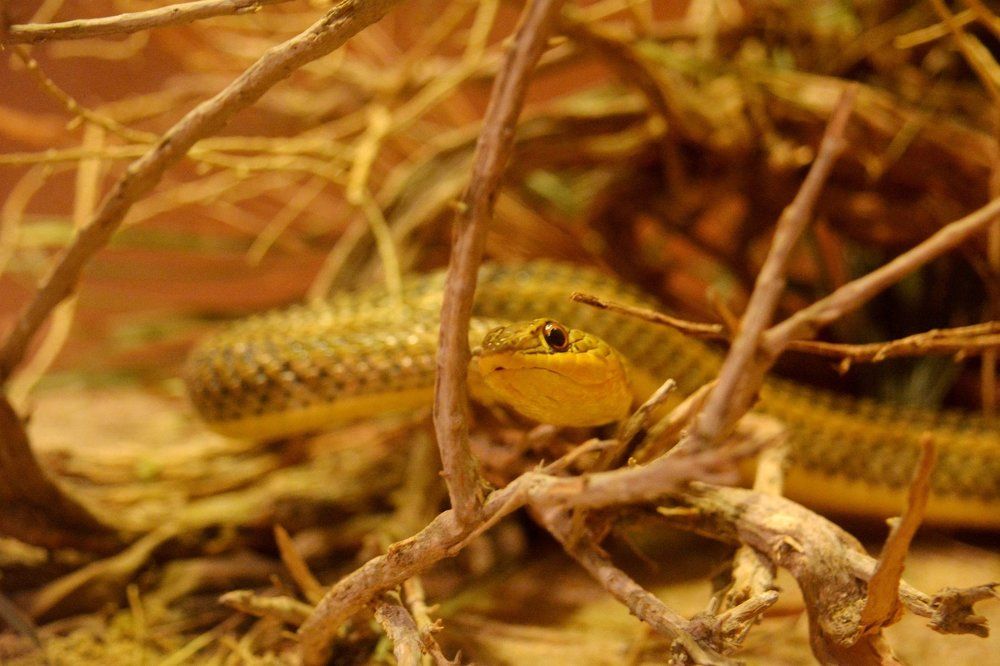 When beauty is the beast