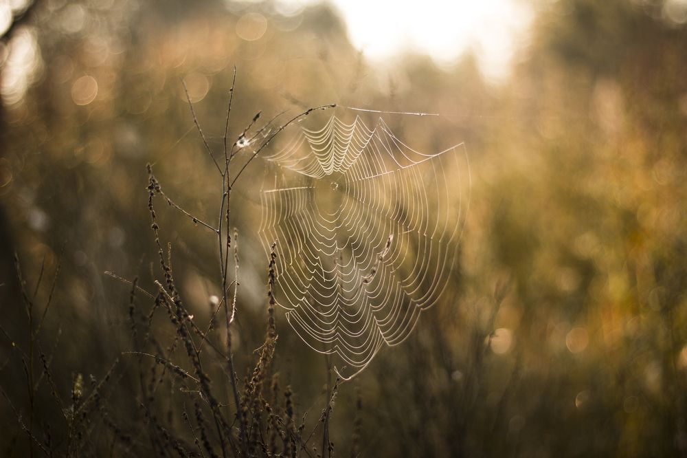 Photograph by Алексей Жданков