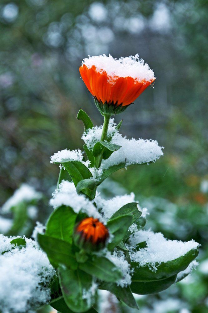 Осенний нежданчик ...