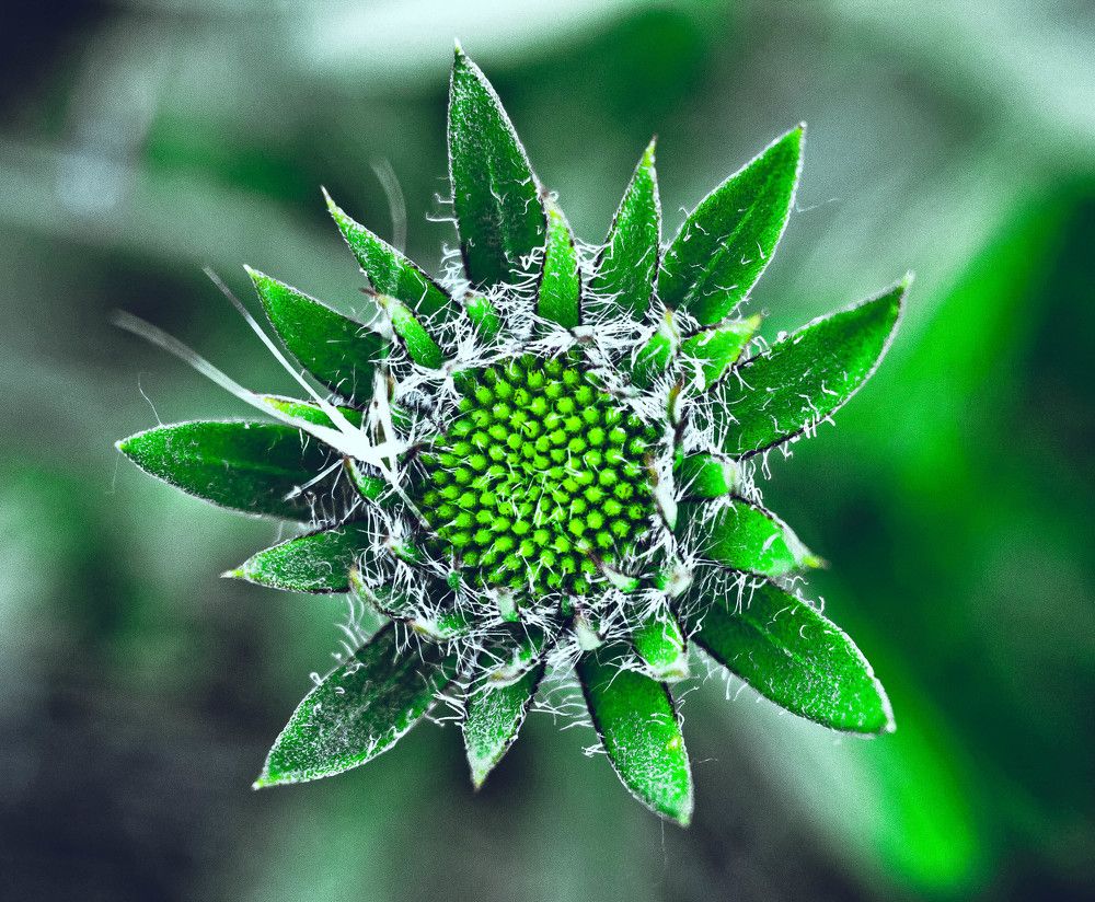 Просто цветок