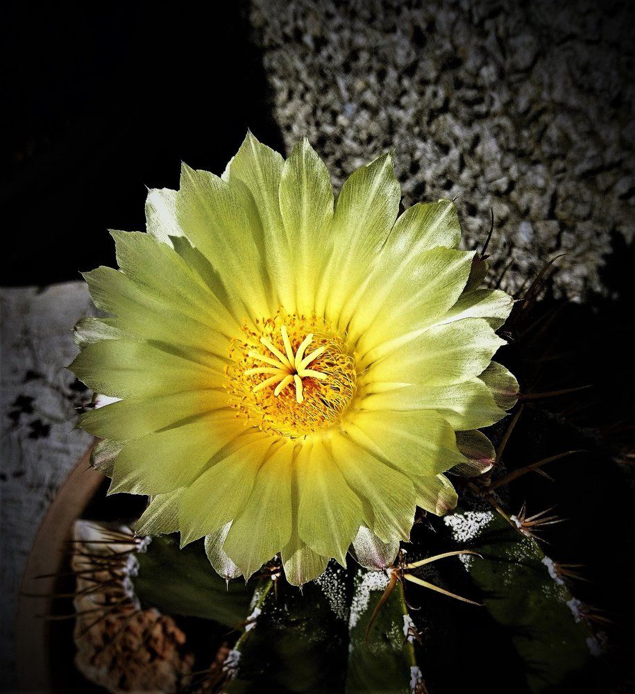 cactus flower