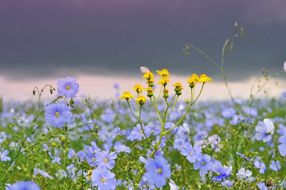 Ленок цветет