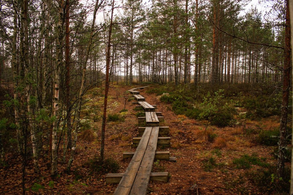 прогулка по болотам