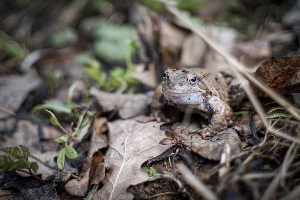 Весенняя улыбка