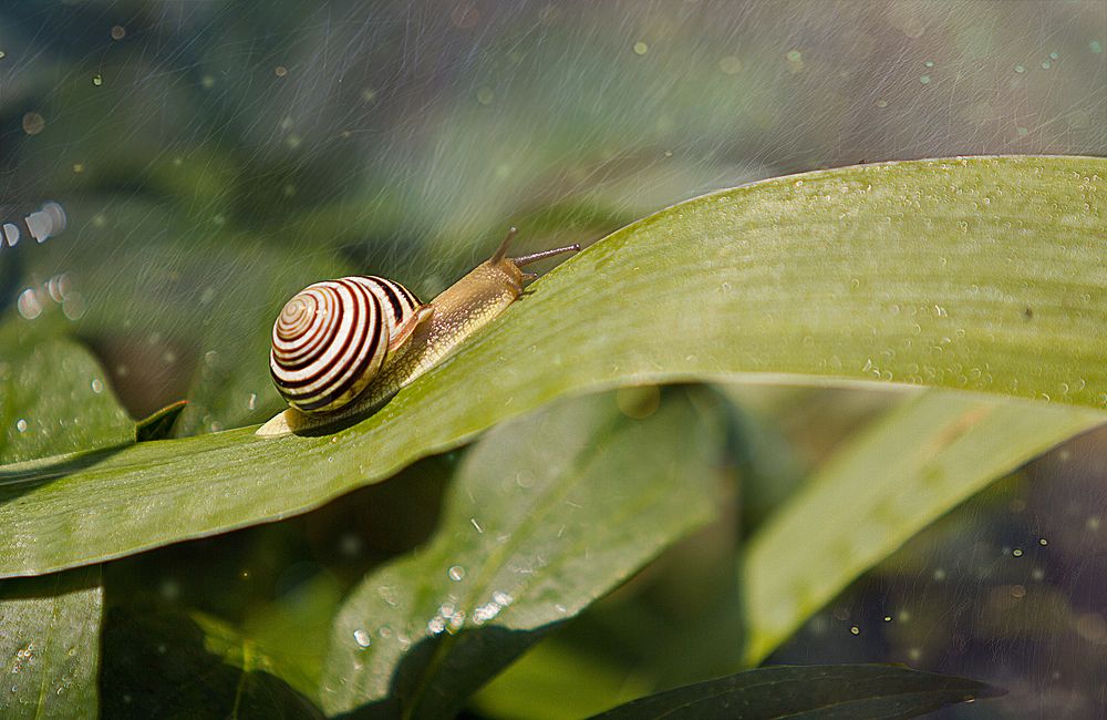 Улитка под дождём
