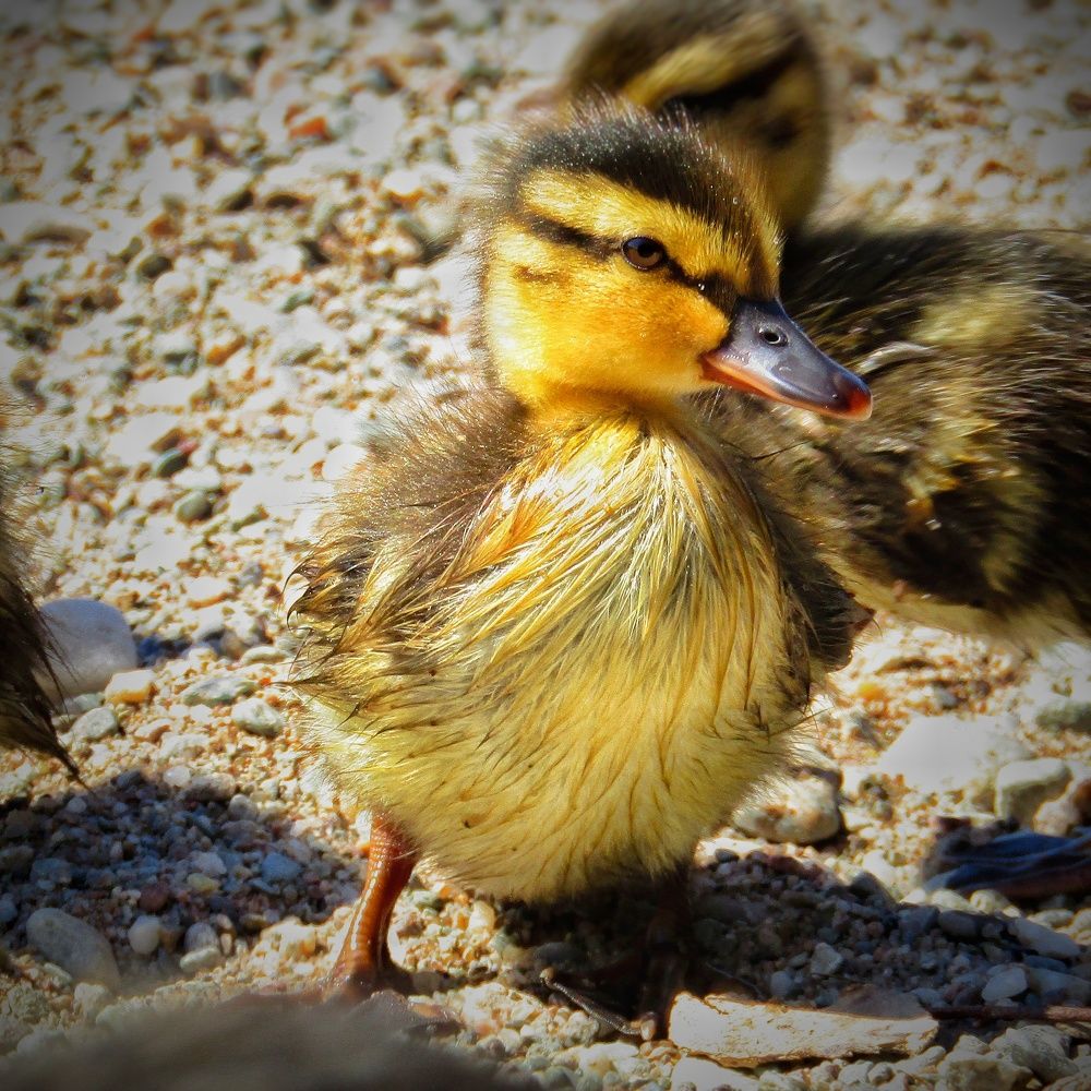 Duckling