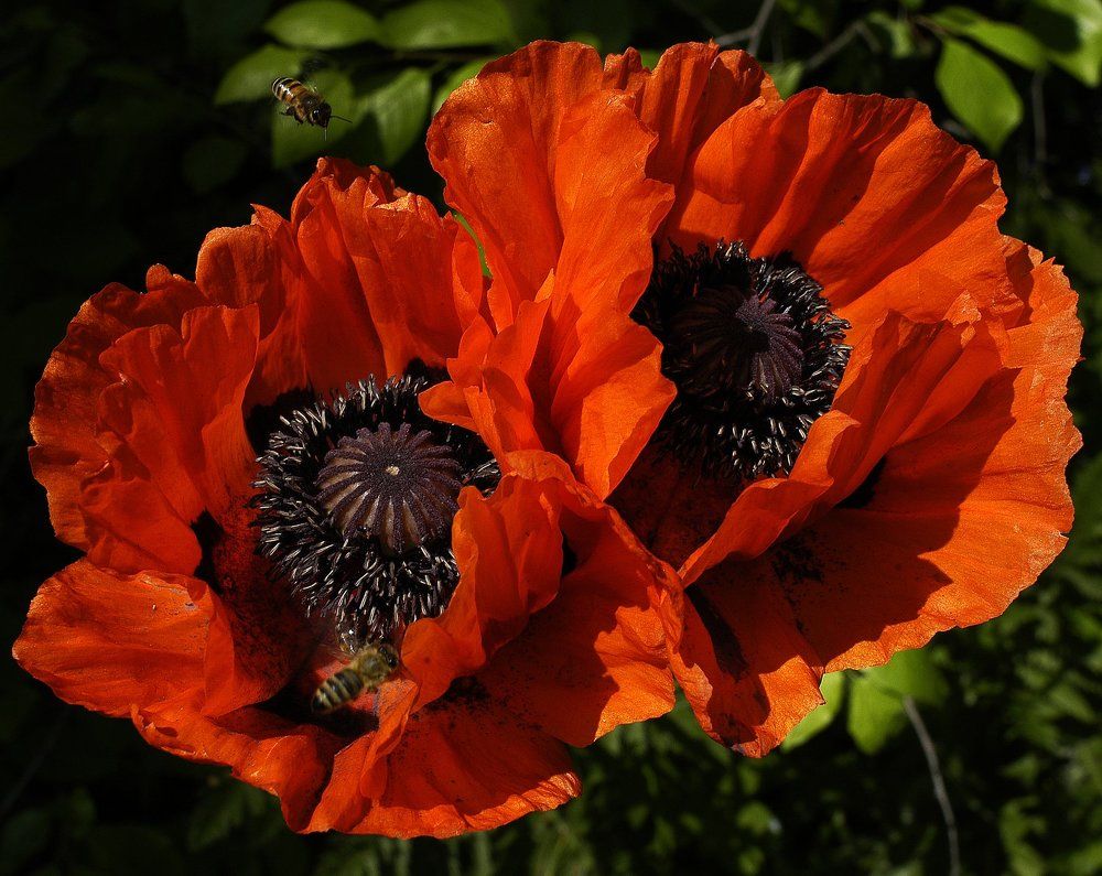 Пчелам можно на мак