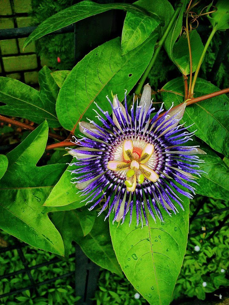 Beautiful jhumko flower