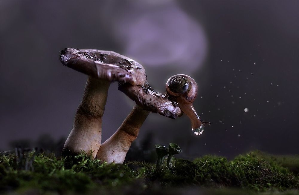 The silence of the night