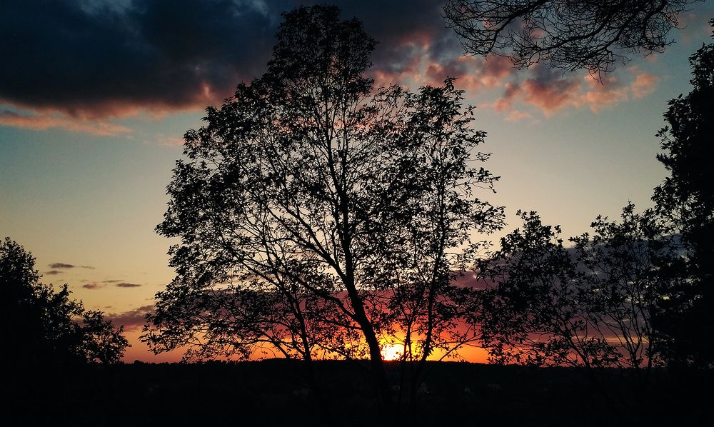 Силуэт дерева