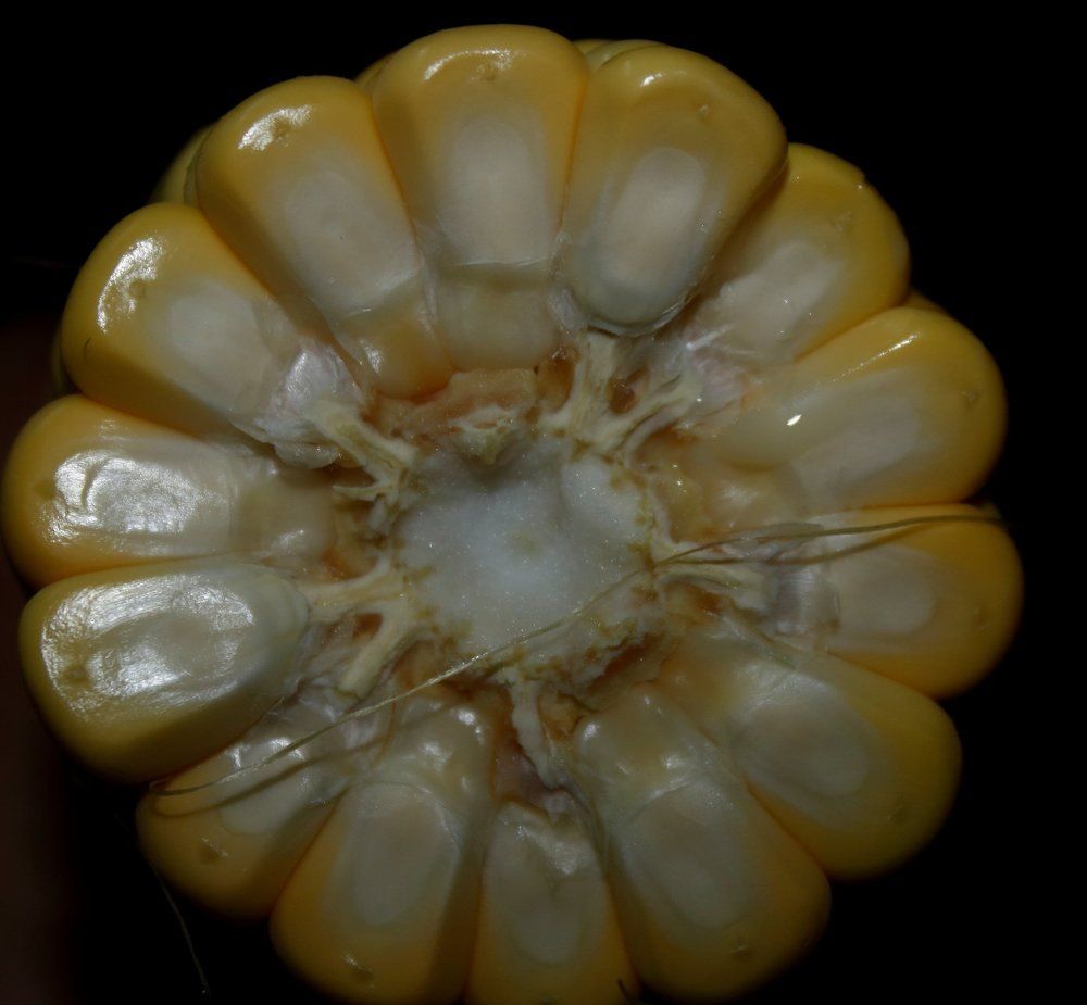 SWEET Corn