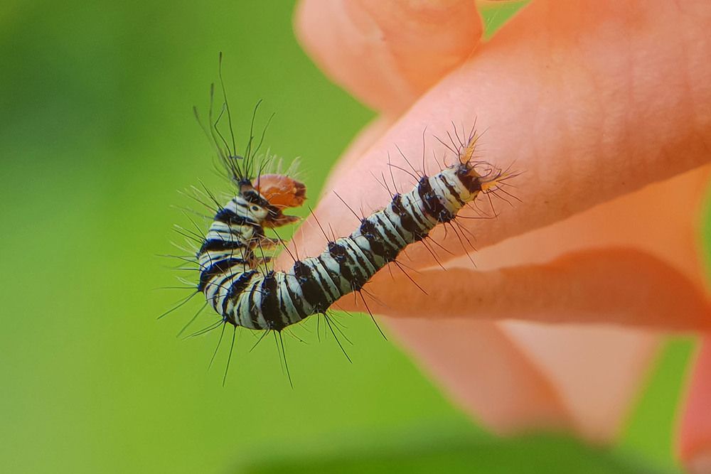 Caterpillar