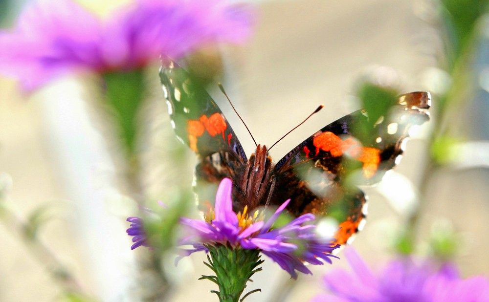 Летний калейдоскоп