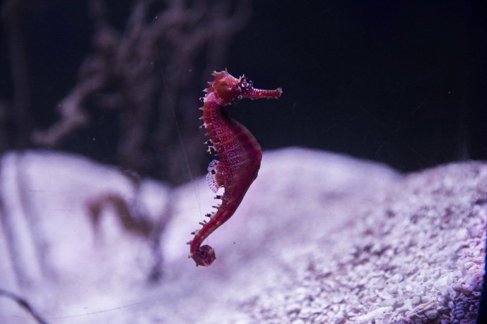 Meet the Seahorse