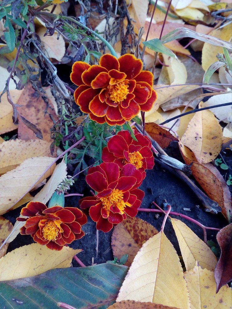 Photograph by Ирина Марченко