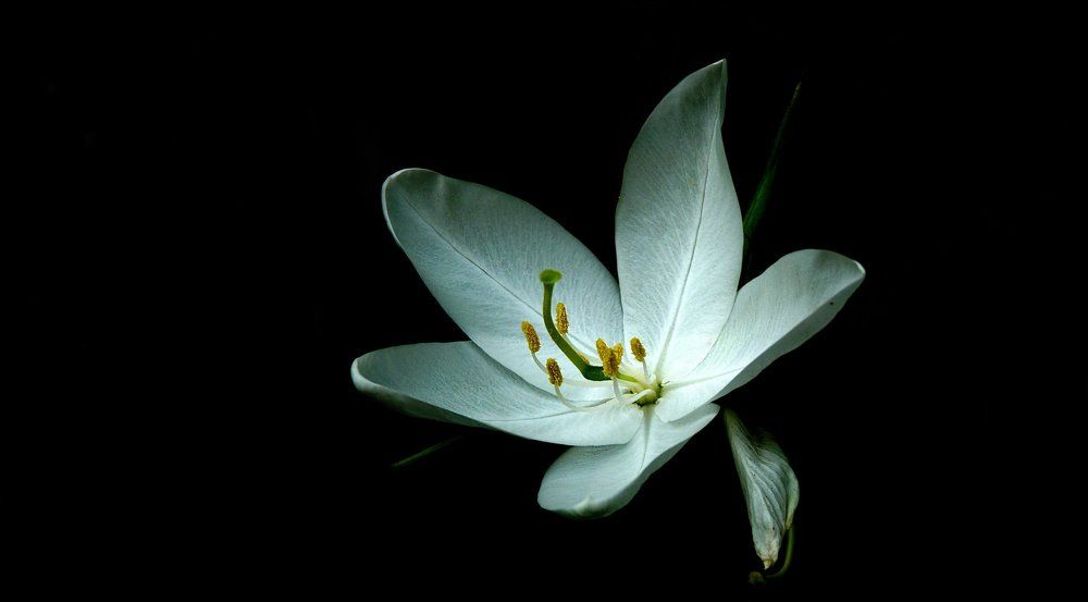 a flower from space