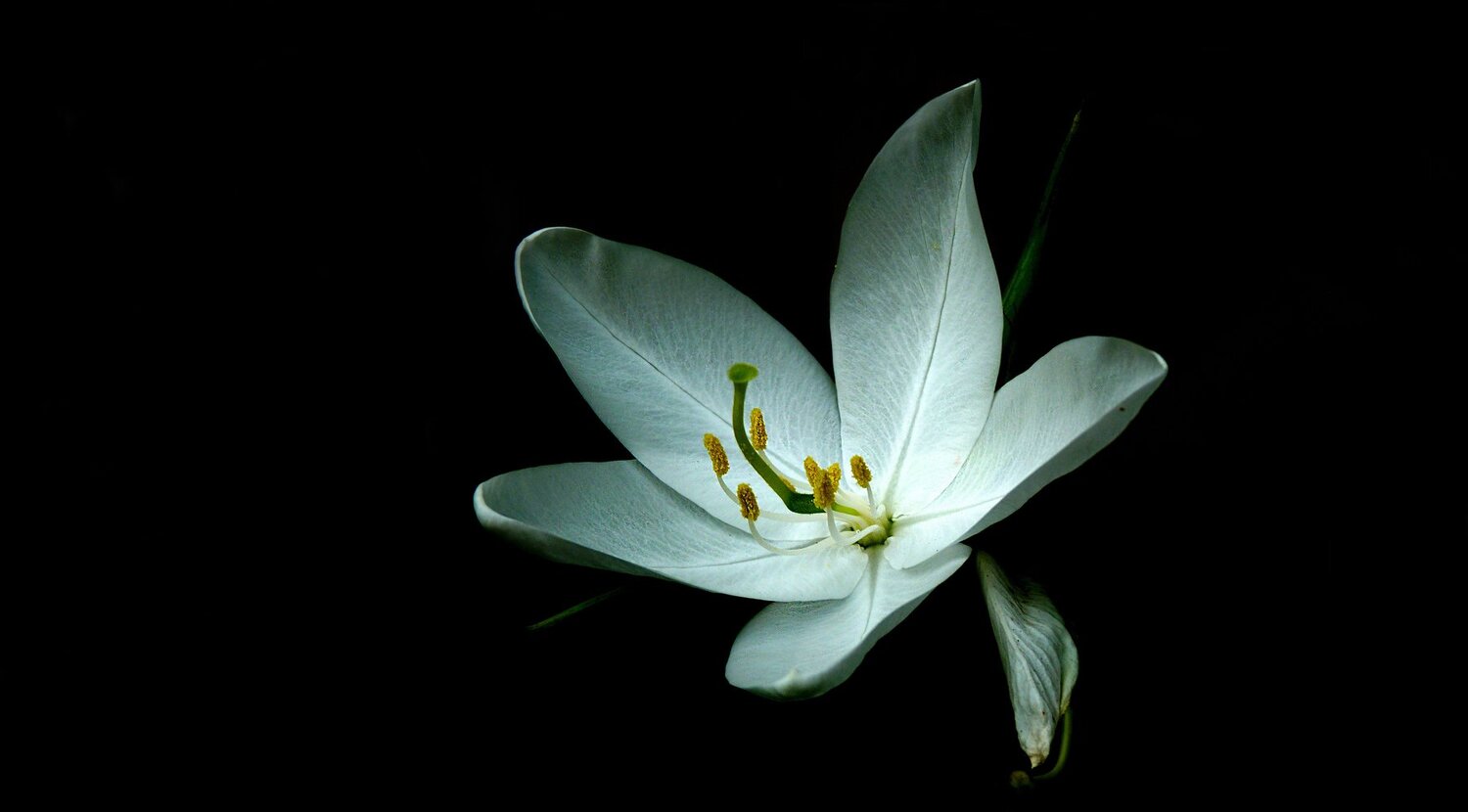 a flower from space