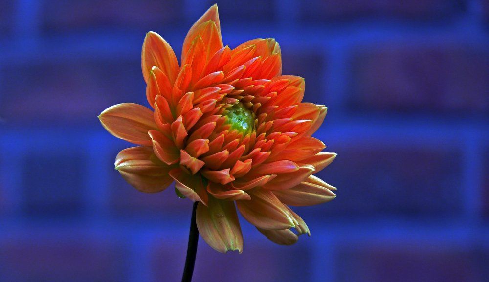 Blossom