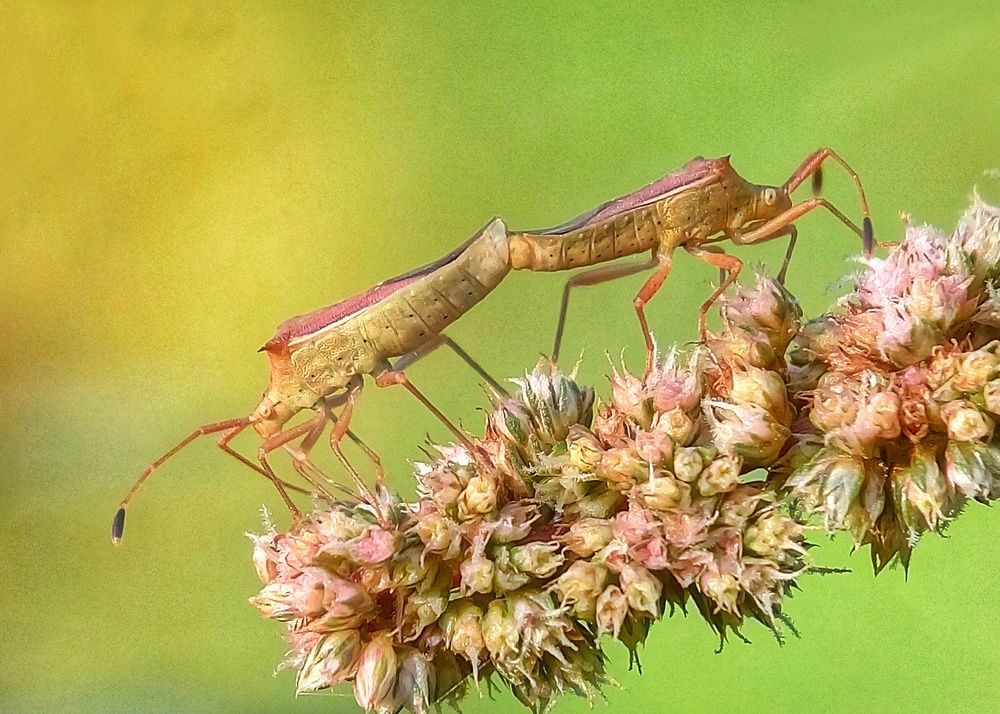 Mating