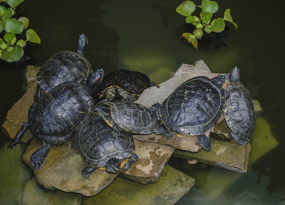 Собрание жильцов