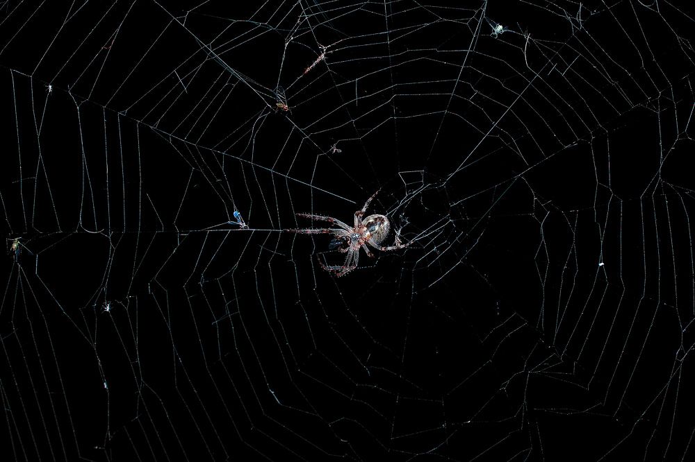 Ночная охота