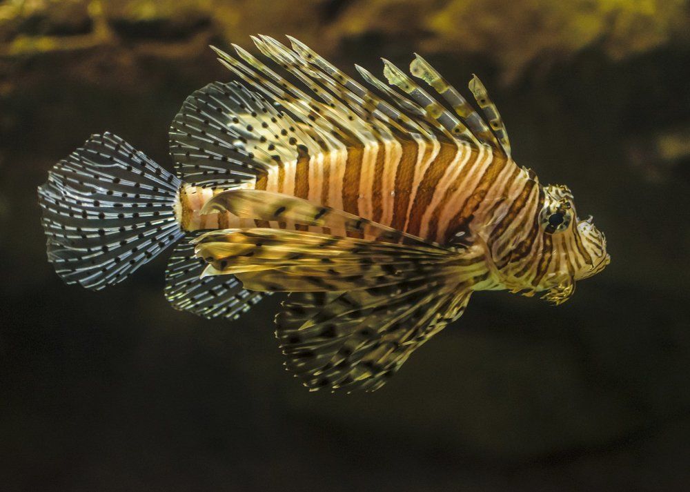 Зебра - крылатка