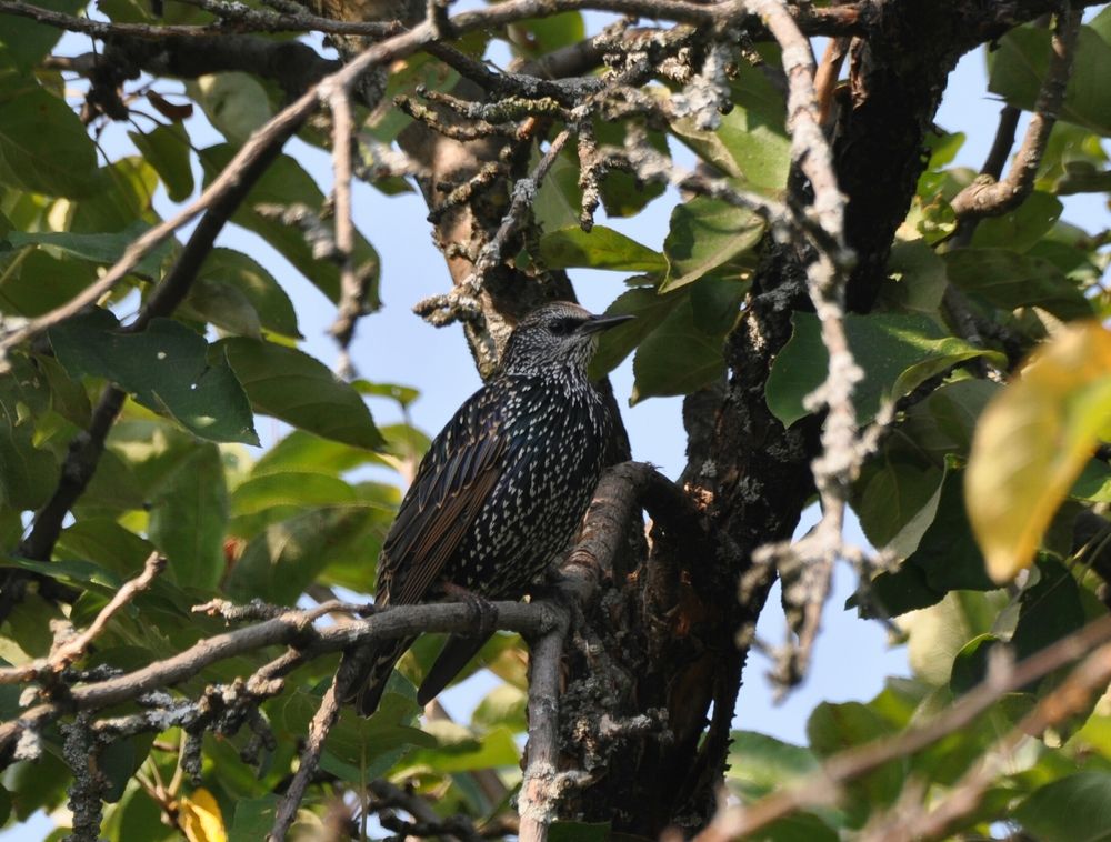 Молодой скворец прощается с летом