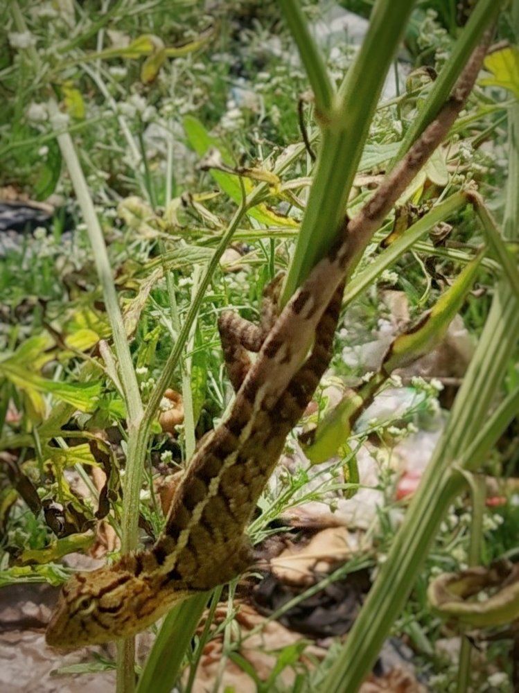 Naturaleza