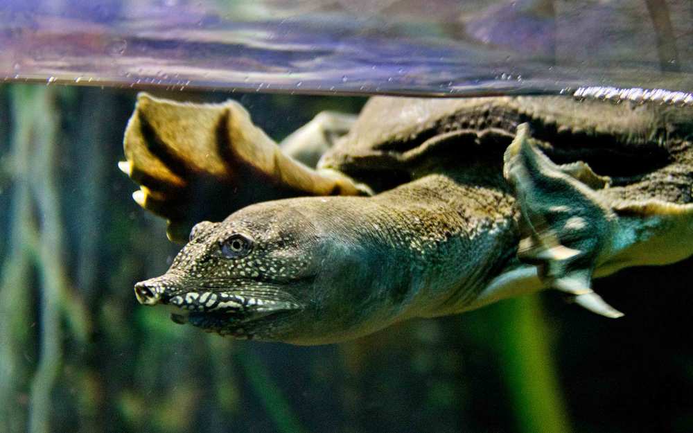 милое чудовище