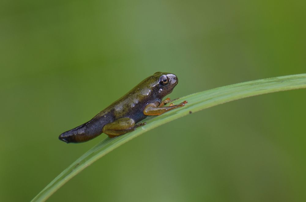 Tadpole of Tree Frog