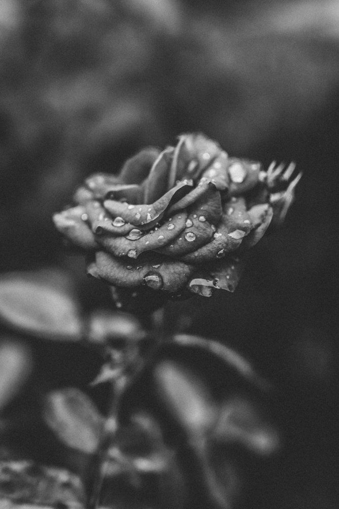 B&W Rose