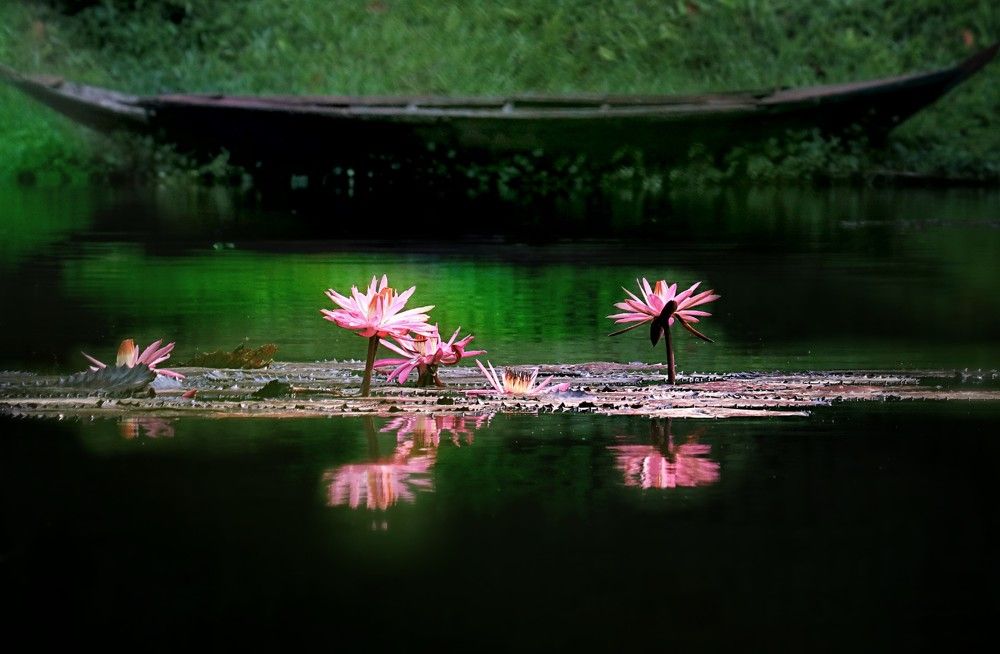 Boats & Flowers