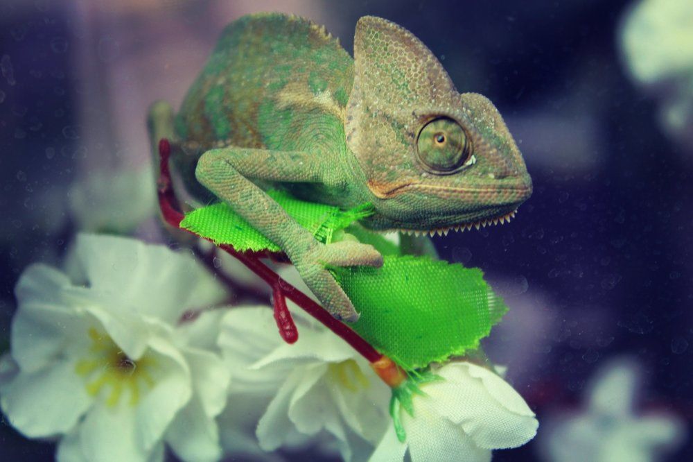 Амфибии и рептилии