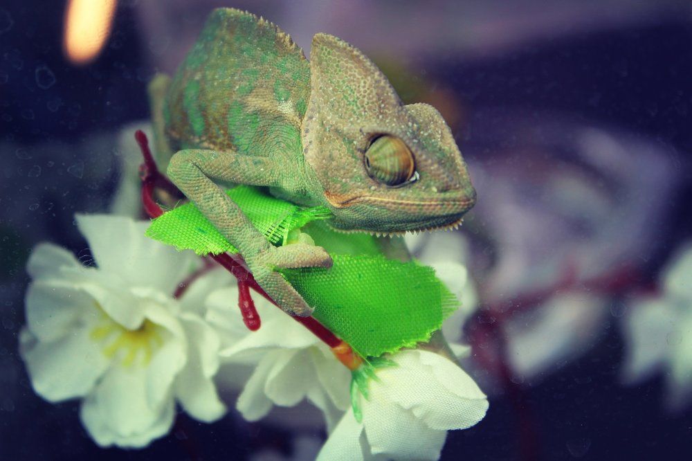 Амфибии и рептилии